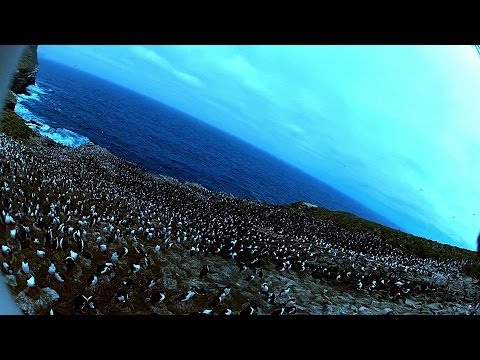A Bird of Prey Takes Photos of Penguins - Wow!