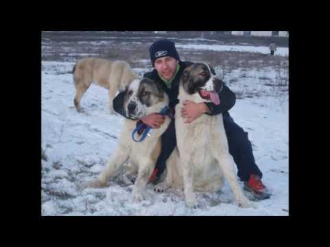 Cele mai periculoase rase de Caini ale ROMANIEI (2017)!