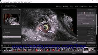 Lightroom Classic CC Tutorial Fixing Red Eye and Pet Eye Adobe Training
