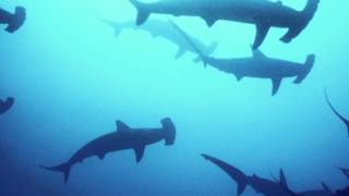 The Terminals - Undertows