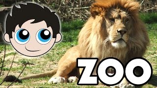 Visiting the Zoo - Lions, Bats, Owls, Fish, and More - Finding Nemo and Dory