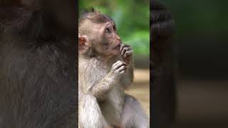 Download lagu Suara anak monyet #shorts mp3