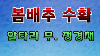 [텃밭농부.651]  봄배추수확