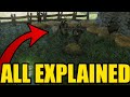 HOW To TAME GOAT To GET FRIZZY GOAT MILK And MILK In ENSHROUDED
