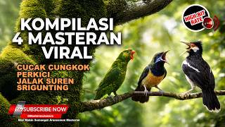 Download lagu 🔴 Masteran Kompilasi Cucak Cungkok Gacor Kunti vs Perkici Gacor vs Jalak Suren Gacor vs Srigunting mp3