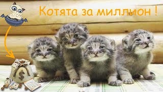 Мужчина спас брошенных котят – ОКАЗАЛОСЬ ОНИ СТОЯТ ЦЕЛОЕ СОСТОЯНИЕ (2018) Видео для детей и взрослых