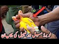Male And Female Lovebirds Difference Lutino Love Birds Male And Female Difference
