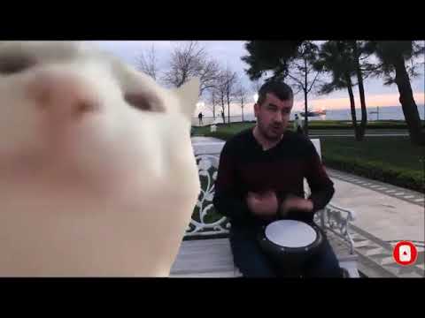 VIDEO VIRALE! Gatto che balla al ritmo del tamburo! (llevan polka) VIDEO COMPLETO NON TAGLIATO