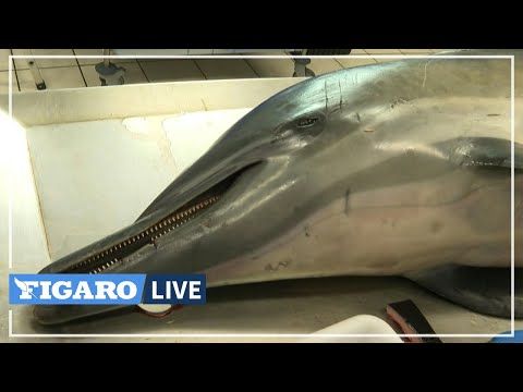 🐬 L'hécatombe des dauphins sur le littoral français