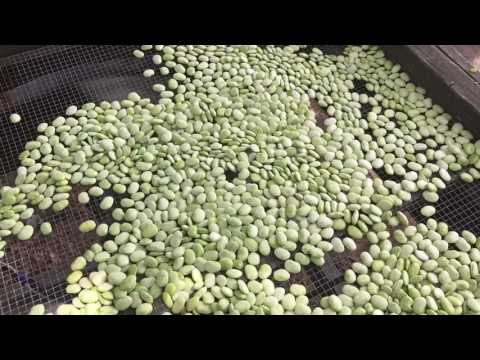 Shelling Butter Beans Part 3/3