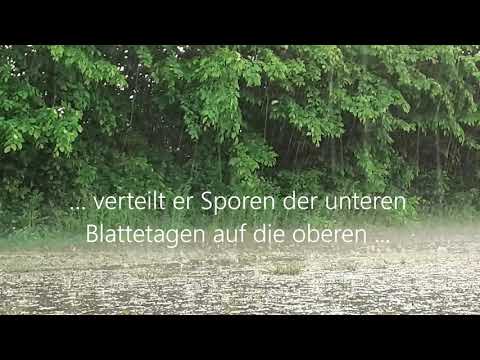 Regenspritzer verbreiten Pilzkrankheiten