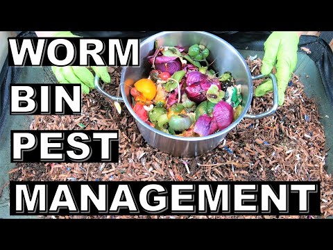 Controlling Worm Bin Pests: Secrets Revealed- African Night Crawlers