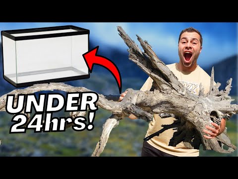 How To FIND and CLEAN DRIFTWOOD! (Best Method For Aquariums, Paludariums, and Terrariums)