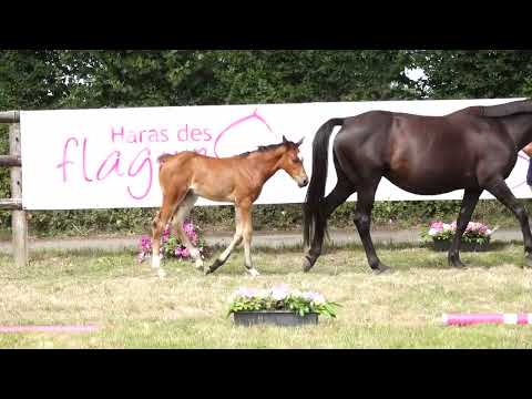 COSMIC DES FLAGUES Z