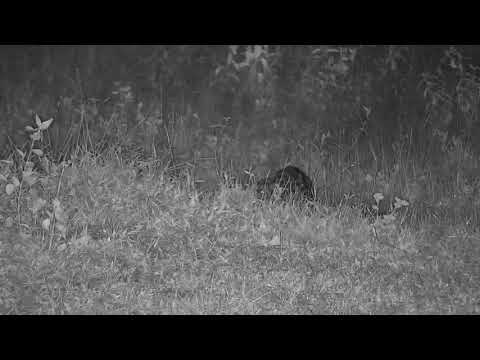 Djuma: Genet out hunting - 02:09 - 03/03/31