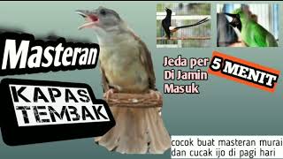 Download lagu Masteran KAPAS TEMBAK Jeda per 5 MENIT, Di jamin langsung masuk mp3 Download lagu Masteran KAPAS TEMBAK Jeda per 5 MENIT, Di jamin langsung masuk mp3