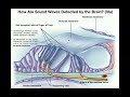 Anatomy | Hearing (Part 2) | Functions of Cochlea & Organ of Corti