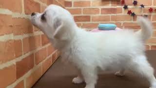 ハーフ犬の動画01