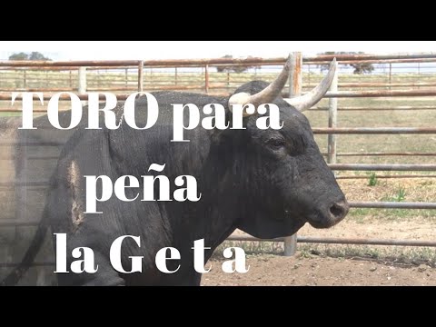 ¡Un MONTEVIEJO para peña la G e t a!