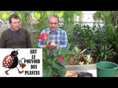 , title : 'Tuto jardin : anthurium andreanum:Comment faire l'Entretien et l'arrosage:plante verte d'intérieur'