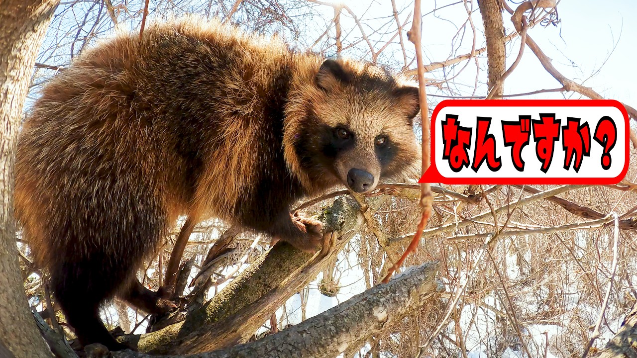 タヌキを見つけて狂喜する秋田犬　と　秋田犬から逃げて木の上にいるタヌキ【びしゃもんの日常の一コマ】