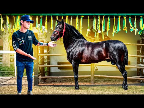 TRAINING a CHAMPION Mangalarga Marchador HORSE