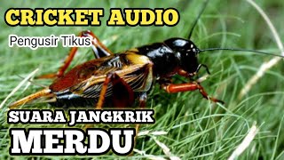 Download lagu SUARA JANGKRIK MERDU || CRICKET AUDIO || COCOK UNTUK MASTERAN SEMUA JENIS BURUNG KICAU mp3