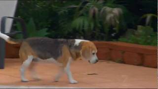 preview picture of video 'Dog Friendly Holiday Houses, Coolum Beach, Sunshine Coast'