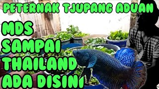 Download lagu TJUPANG ADUAN MASIH BERTAHAN DI ERA SEKARANG mp3