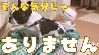 ご飯なのに不機嫌なフレブル🥲