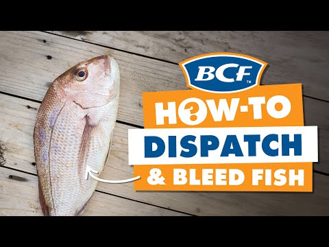 Dispatching & Bleeding Fish - Ikejime Method - BCF How To
