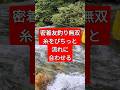 密着友釣り無双イン白川糸をしっかり方向を合わせる 白川町 白川 黒川 鮎釣り 友釣り 友釣り無双 小澤剛 ayurangers 裸酒乱