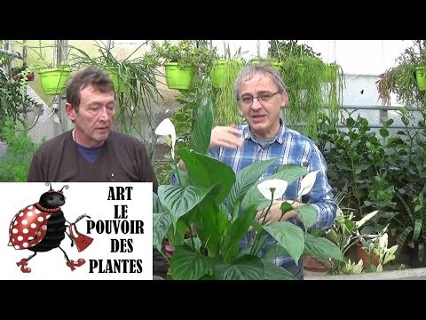 , title : 'Tuto jardin: Spathiphyllum: Comment faire l'Entretien et l'arrosage: plante verte d'intérieur'