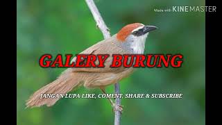 Download lagu Suara pikat semua burung kecil Part #18 mp3 Download lagu Suara pikat semua burung kecil Part #18 mp3
