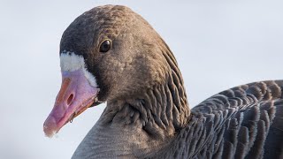 Download lagu Birds of Russia 3 mp3