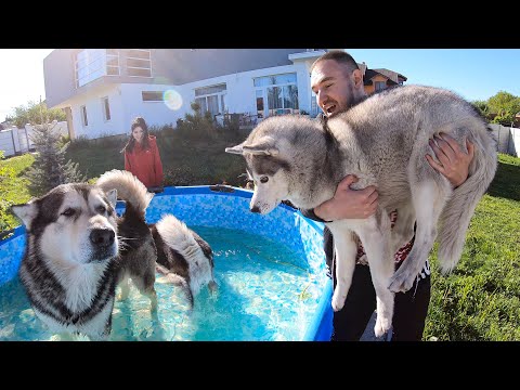 НОВЫЙ БАССЕЙН ДЛЯ ХАСКИ / собаки прыгают в каркасный бассейн