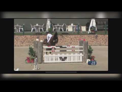 Axor Mouche showjumping I Andres Knippling Sportpferde