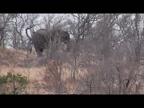 Djuma: Lone Elephant bull - 07:31 - 09/23/18