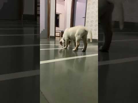 Labrador dog playing