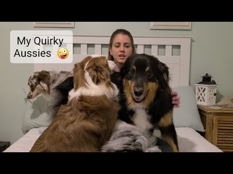 How are my 4 Australian Shepherds different??