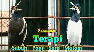 Download lagu Suara Kicau Jalak Suren Terapi Pancingan Burung Jalak Saat Pagi Maupun Sore Agar Cepat Gacor Isian mp3 Download lagu Suara Kicau Jalak Suren Terapi Pancingan Burung Jalak Saat Pagi Maupun Sore Agar Cepat Gacor Isian mp3