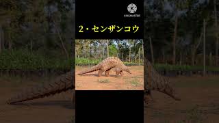 #shorts  見た目ドラゴンな動物3選