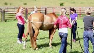 preview picture of video 'Equine Therapy at The Ranch: Boundaries and Containers'