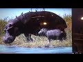 ABC Animal Wmv