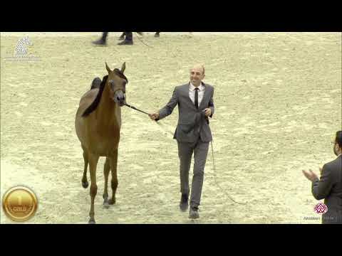 N 28 MDS HIND   Sharjah Arabian Horse Festival 2020   Yearling Fillies Championship Class 14