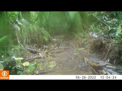Registro en fototrampeo de Fauna Silvestre de Pitalito Huila - Scytalopus spillmanni