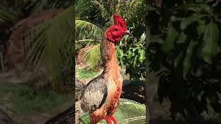 Download lagu pama line ninja impor thailand #thailand #shorts #subscribe #ayam #ayambangkok mp3