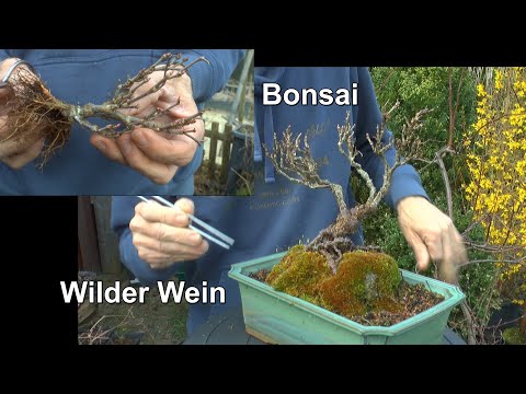 Bonsai Wilder Wein zum Frühling und neuen wilden Wein zum Bonsai weiter vorbereiten