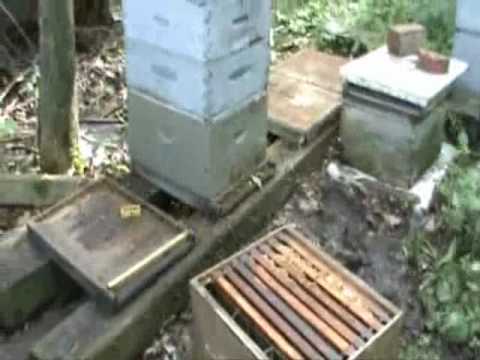 How To Shake Out A Problem Hive