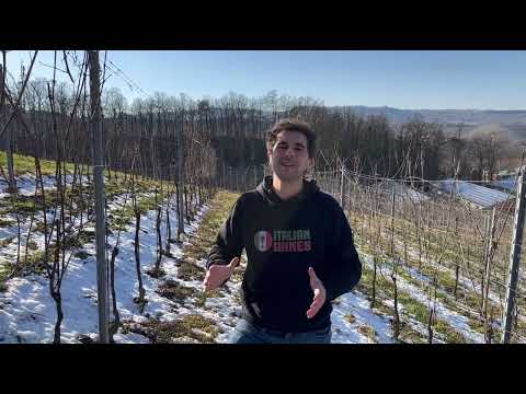 La Neve porta pericoli per la Vigna?